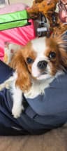 查理王小猎犬