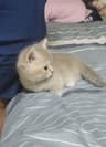 双儿萌猫1373