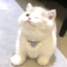 半月贼胖