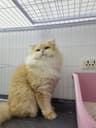麻薯是只猫