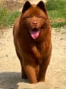 浩成犬舍