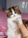猫咪找新家