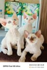 德文小猫咪