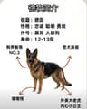 匠心犬舍（全国发货）