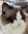 养只猫吧