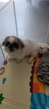 萧县唐家犬舍
