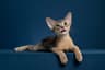 美西阿比之家