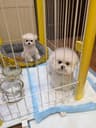 大连比熊犬舍
