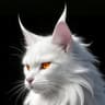 猫仙谷缅因猫舍