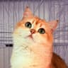 青石猫舍