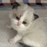 猫小喵
