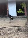 自己家养的猫