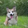 万事屋柯基犬舍