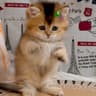 沈阳林木森猫舍