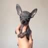 米乐家小鹿犬