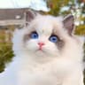 杭州布偶猫舍