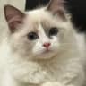 伴山宠物猫馆