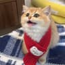 猫猫球
