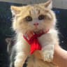 喵了个汪猫舍