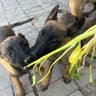 缘分狗仔