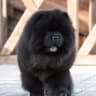 无忧小宠