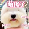 上海棉花面纱犬
