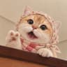 喵不可言猫舍